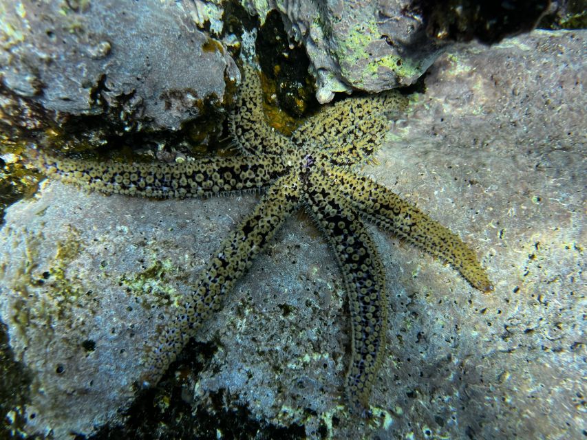 Try diving for the first time in turtle area - The $100 price and what you receive
