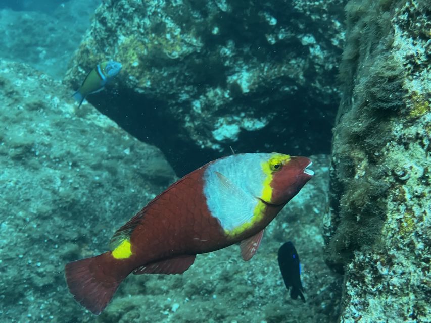 Try diving for the first time in turtle area - Who will enjoy this experience most