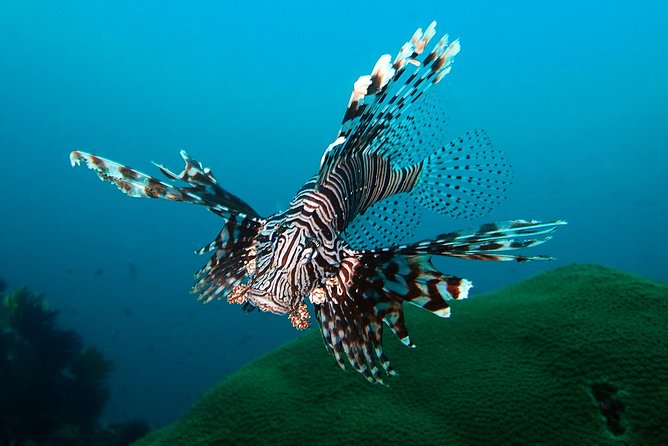 Try Diving in Blue Lagoon Padangbai Bali for non-certified divers - The early ride from Kuta to Padangbai