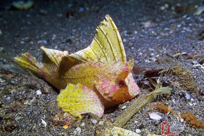 Try Diving in Blue Lagoon Padangbai Bali for non-certified divers - Blue Lagoon, Bias Tugel, and Jepun