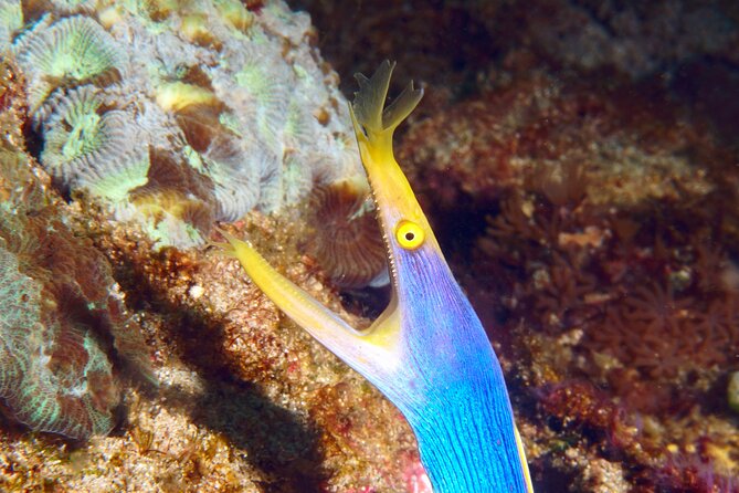Try Diving in Blue Lagoon Padangbai Bali for non-certified divers - What the $180 price really covers