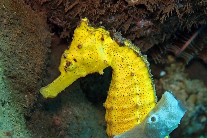 Try Diving in Blue Lagoon Padangbai Bali for non-certified divers - Who should book this Padangbai package