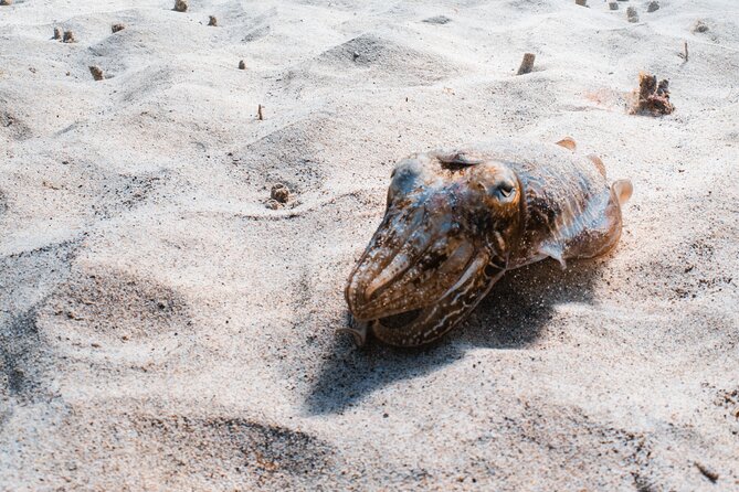 Try Scuba Diving | 1 dive - Starting at Playa de las Cucharas in Costa Teguise
