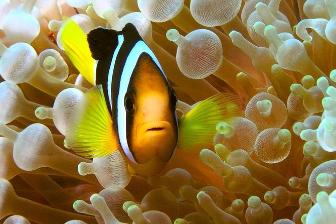 Try Scuba Diving - What the Basic Diver certification really adds
