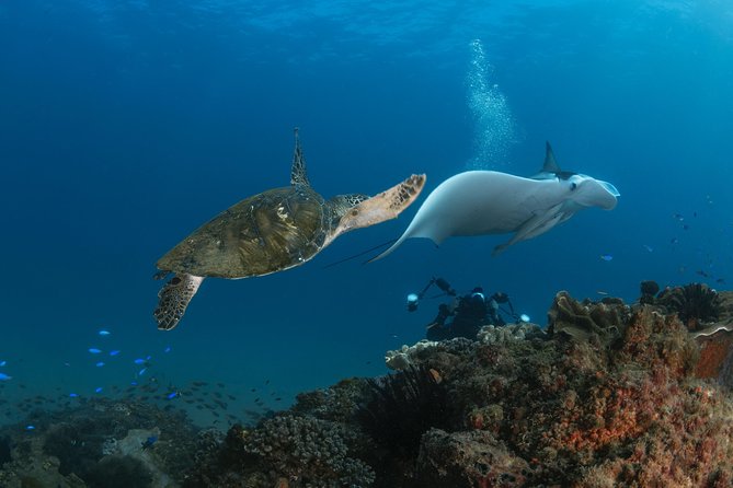 Try Scuba Diving at Cook Island – Guided Ocean Dive with Turtles - What a first Cook Island scuba trip feels like