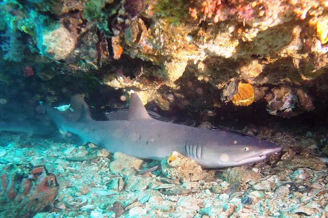 Try Scuba Diving at Padang Bai - Booking details that can affect your plans