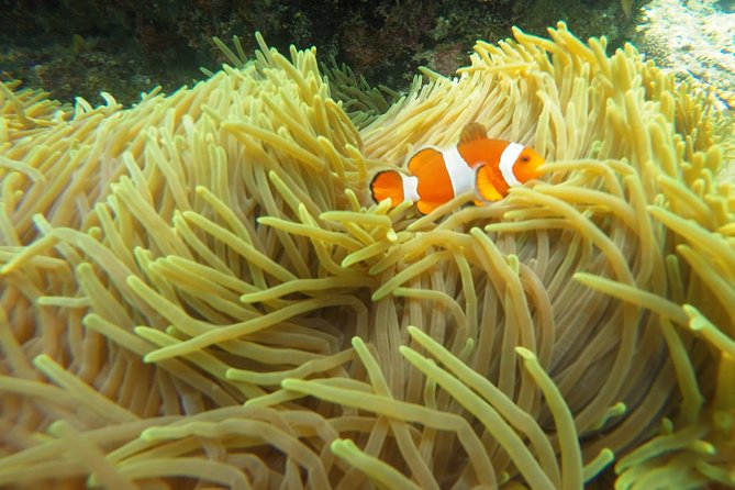 Try Scuba Diving at Padang Bai - My call: a strong first taste, with a demanding schedule
