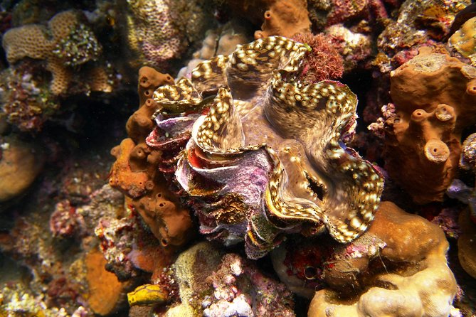 Try Scuba Diving at Tulamben Shipwreck - Lunch by the beach, then a second look