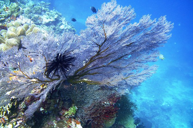 Try Scuba Diving at Tulamben Shipwreck - Equipment, insurance, and what you still need to bring