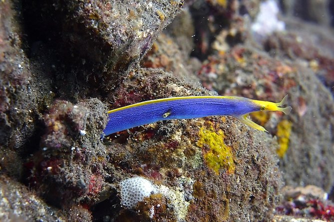 Try Scuba Diving at Tulamben Shipwreck - The return trip and the flight rule
