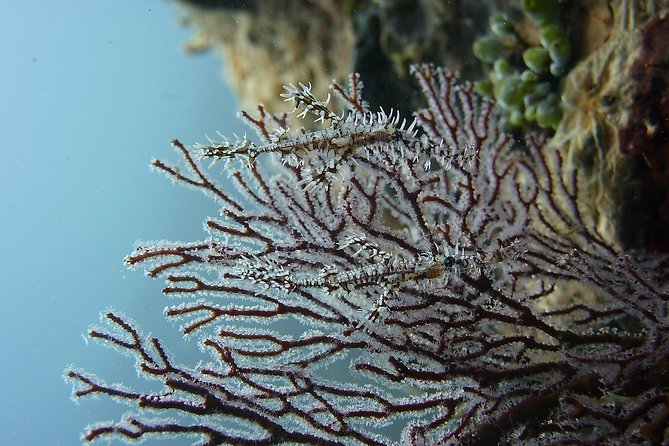 Try Scuba Diving at Tulamben Shipwreck - Is $104.90 good value?