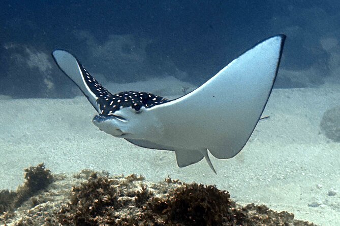 Try Scuba Diving in Kauai From a Boat: No Experience Necessary - What the underwater learning curve feels like