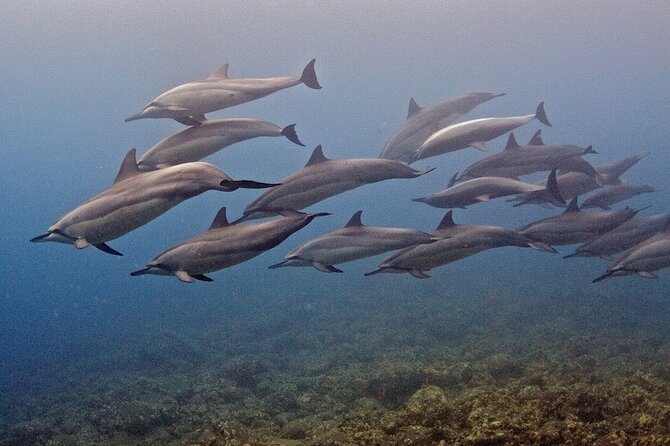 Try Scuba Diving in Kauai From a Boat: No Experience Necessary - The marine life payoff