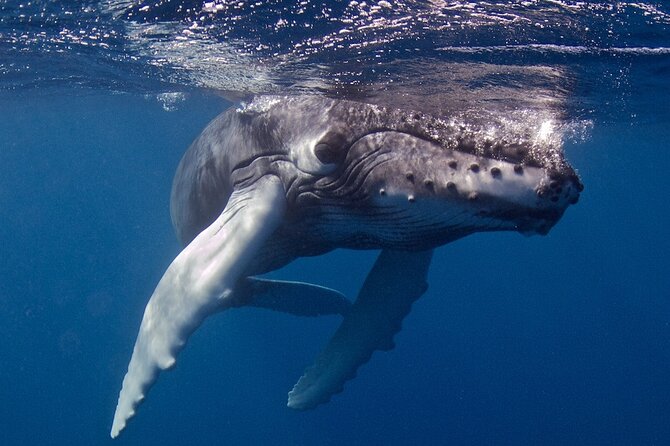 Try Scuba Diving in Kauai From a Boat: No Experience Necessary - Is the $316.59 price fair?