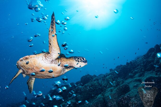 Try Scuba Diving in Kauai From a Boat: No Experience Necessary - Timing, fitness, and health rules
