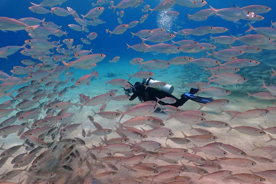Try Scuba Diving in Racha Yai/noi: 3 Dives for Non-Certified - The Early Pickup and Boat Ride From Phuket