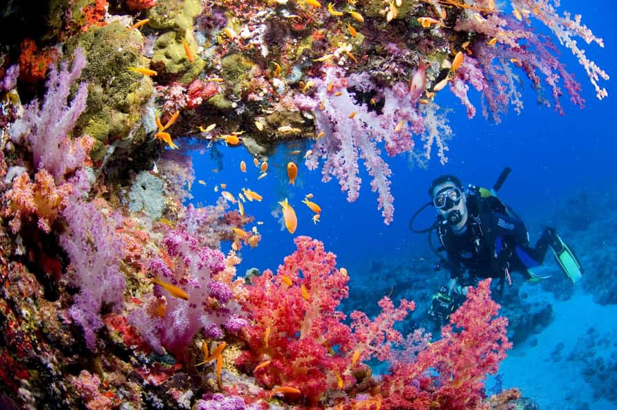 Try Scuba Diving in Racha Yai/noi: 3 Dives for Non-Certified - The First 50-Minute Session: Getting Comfortable