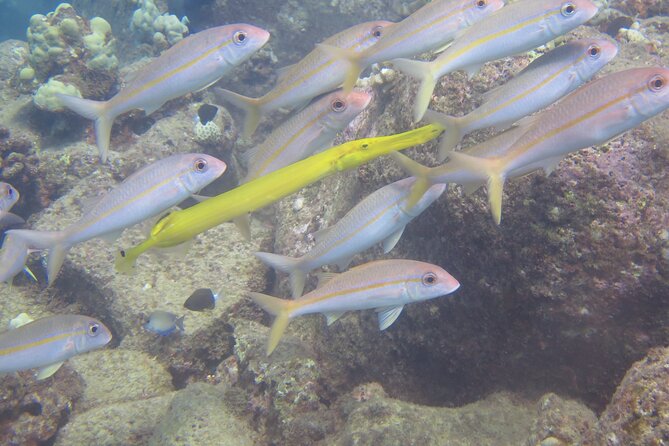 Try Scuba Diving on Kaua’i with Sea Turtles - A boat outing with useful surface time
