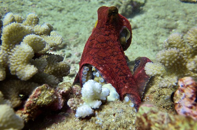 Try Scuba Diving on Kaua’i with Sea Turtles - Who will enjoy this most