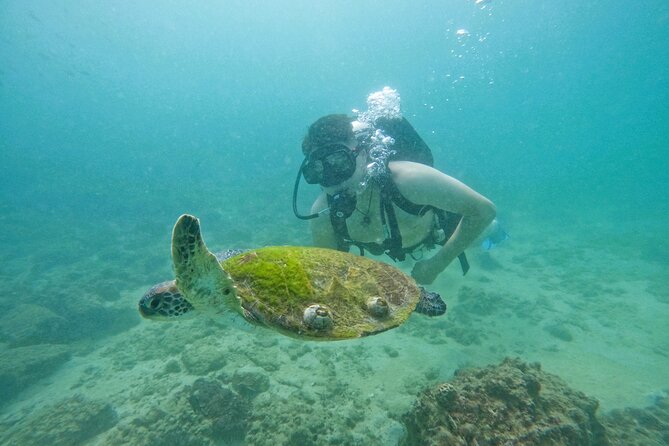 Try Scuba Diving & snorkeling with BBQ lunch & Transfer - Who will enjoy this experience most