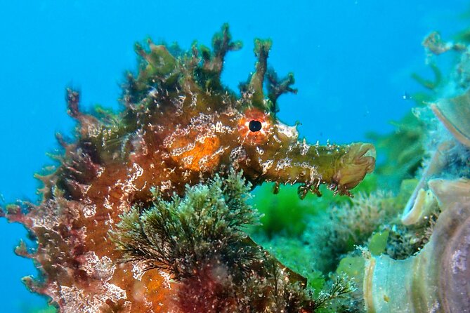 Try Scuba Diving with 2 Ocean Dives - What the $169.38 price covers