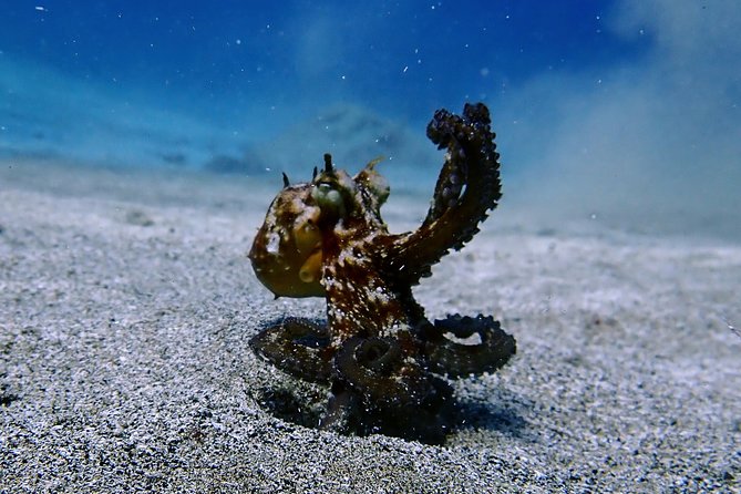 Try Scuba Diving with 2 Ocean Dives - Who should book this Lanzarote activity