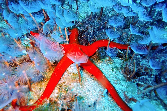 Try Scuba Diving with 2 Ocean Dives - A practical morning plan