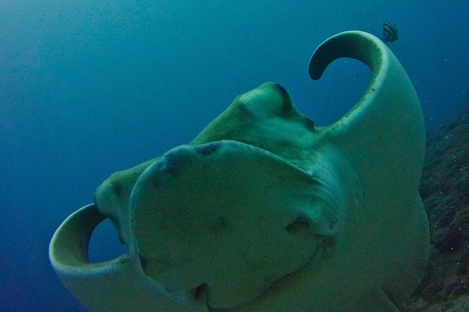 TRY SCUBA DIVING with a Dedicated Instructor - Key points to know before booking