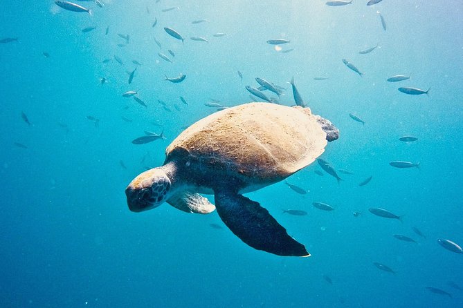 TRY SCUBA DIVING with a Dedicated Instructor - A calm first step into Tenerife’s underwater world