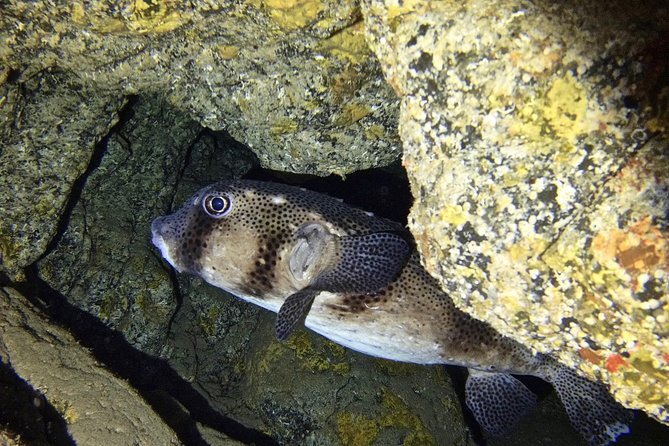 TRY SCUBA DIVING with a Dedicated Instructor - The briefing: learning before you enter the water