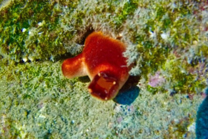 TRY SCUBA DIVING with a Dedicated Instructor - Photos, drinks, and the welcome return