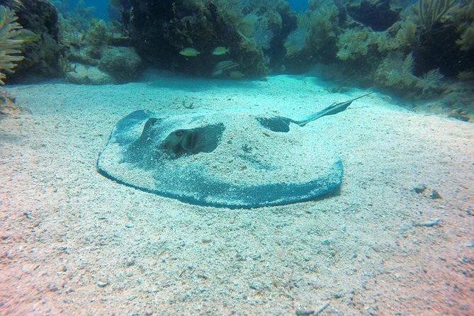 Try Scuba Diving with Professional Scuba Instructor - Why this Key Largo introduction works for beginners
