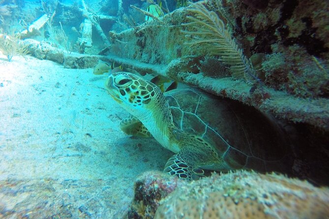 Try Scuba Diving with Professional Scuba Instructor - What the two reef descents are like