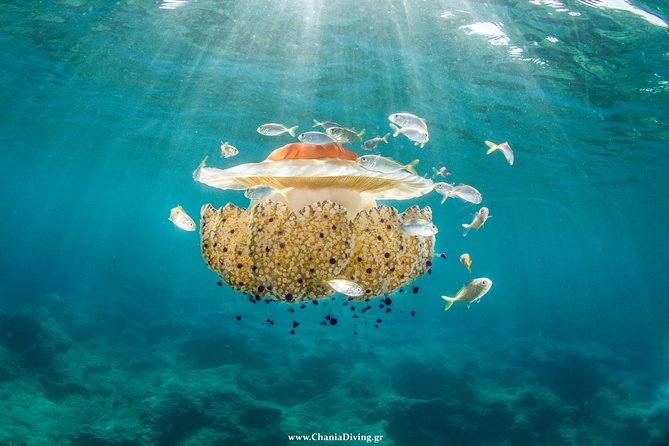 Try Scuba in Crete – Free Certification & Photos (Beginners) - What your first three hours in the water look like