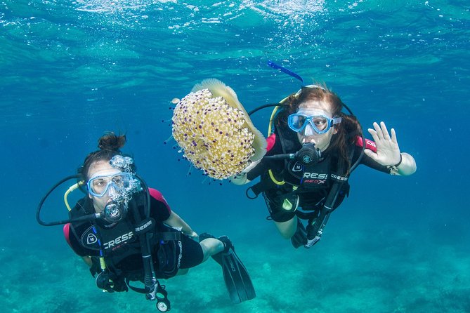 Try Scuba in Crete – Free Certification & Photos (Beginners) - What you may see beneath Crete