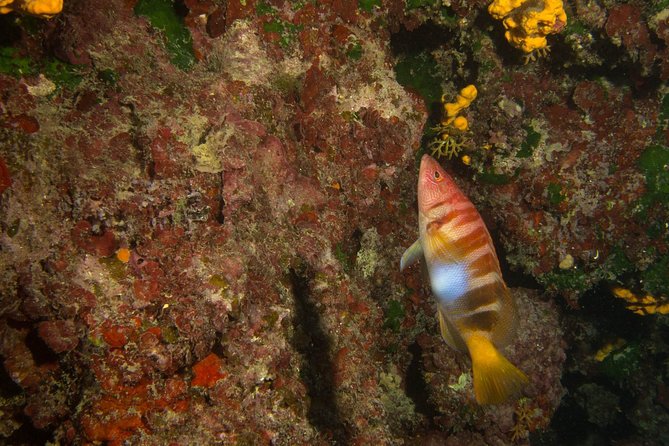 Try Scuba in Crete – Free Certification & Photos (Beginners) - Is $144.18 a fair price?