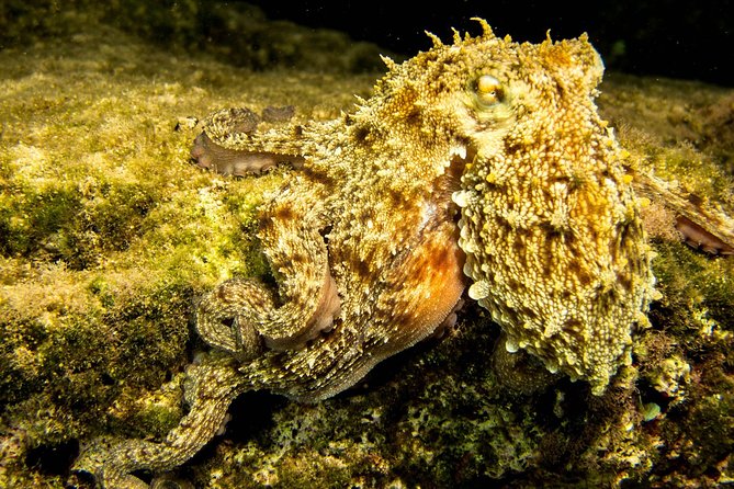 Try Scuba in Crete – Free Certification & Photos (Beginners) - Who should book this session?