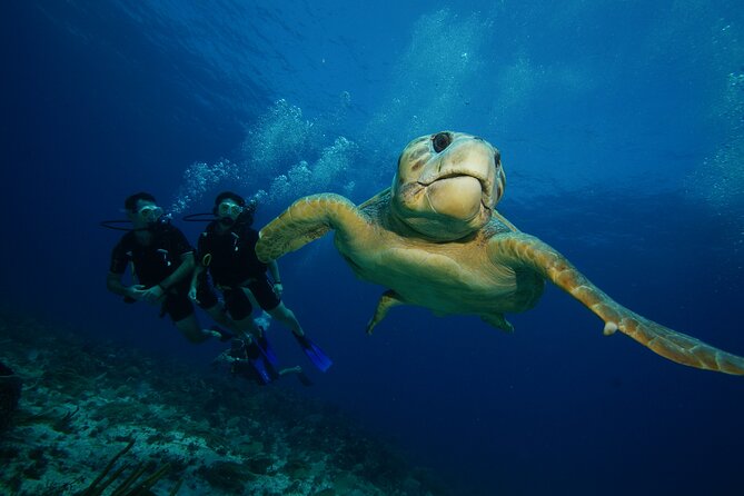 Two Dives and Class for Begginers Divers in Cancun - Manchones Reef and the second tank