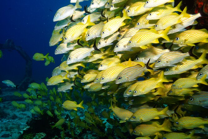 Two Dives and Class for Begginers Divers in Cancun - Who will enjoy this most