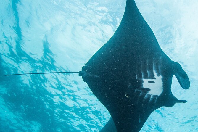Two fun dives morning trip (Certified Divers only) - Why Nusa Penida works so well for certified divers