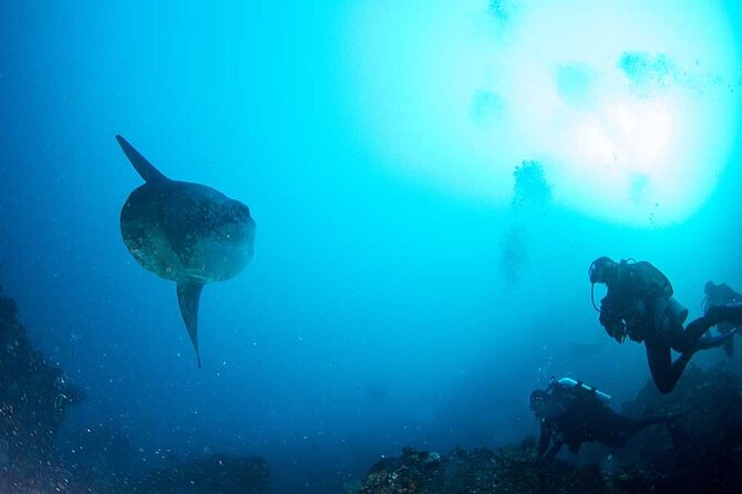 Two fun dives morning trip (Certified Divers only) - A small boat group changes the feel of the trip