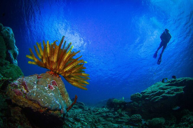 Two fun dives morning trip (Certified Divers only) - What the two underwater sessions are likely to involve