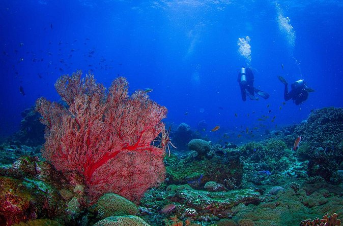 Two fun dives morning trip (Certified Divers only) - The guide team and the service on board
