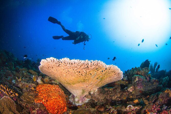 Two fun dives morning trip (Certified Divers only) - The 7:00 am start and equipment fitting