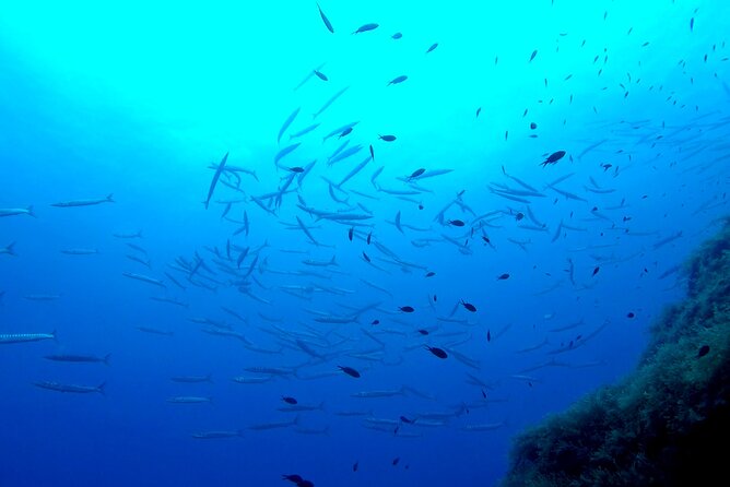 Two Morning Dives in Gozo for Certified Diver - The parts I like, and the limits to consider