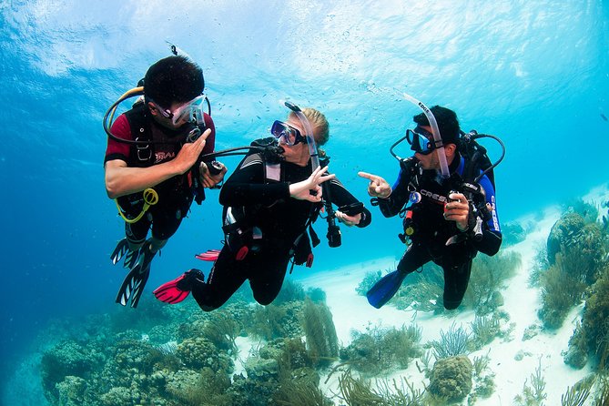 Two reef discovery dives with professional instructor (no experience necessary) - What you might see below the surface