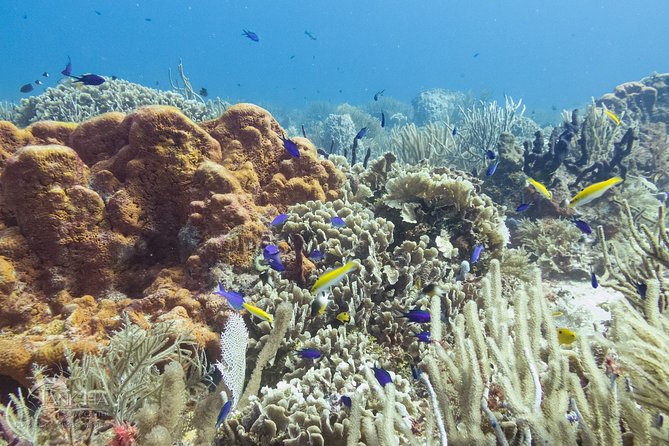 Two reef discovery dives with professional instructor (no experience necessary) - The instructors are the real value
