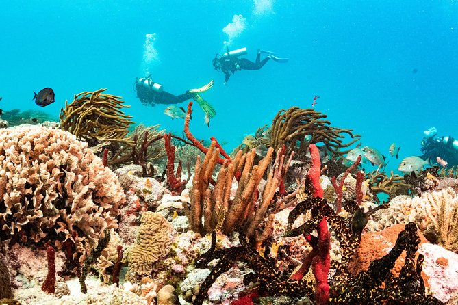 Two reef discovery dives with professional instructor (no experience necessary) - Is $150 a fair price?