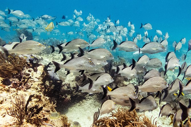 Two reef discovery dives with professional instructor (no experience necessary) - Health, fitness, and comfort