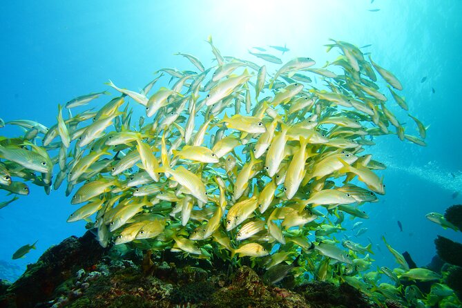 Two Reefs For Certified Divers in Cancun - Check-in, health forms, and getting ready